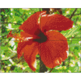 px-pr-bs0401_hibiscus_4_platen